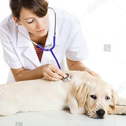 Heal Well Pets Clinic